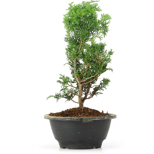 Chamaecyparis obtusa, 25 cm, ± 5 ans
