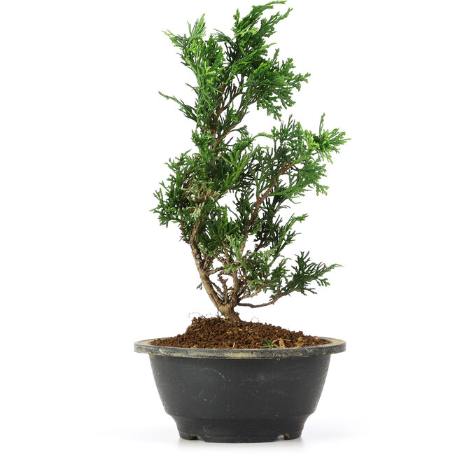 Chamaecyparis obtusa, 25 cm, ± 5 jaar oud