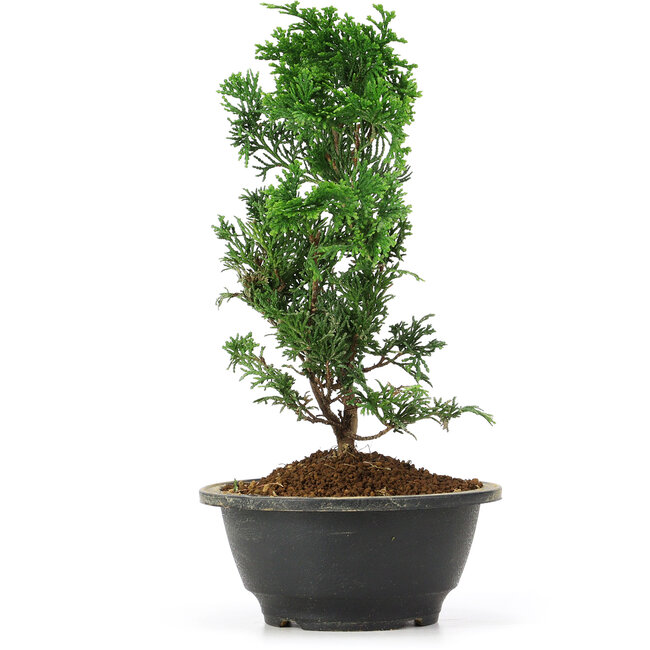 Chamaecyparis obtusa, 25 cm, ± 5 jaar oud