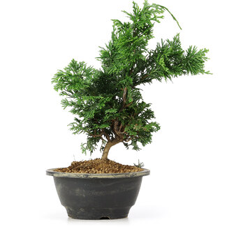 Chamaecyparis obtusa, 26 cm, ± 5 jaar oud