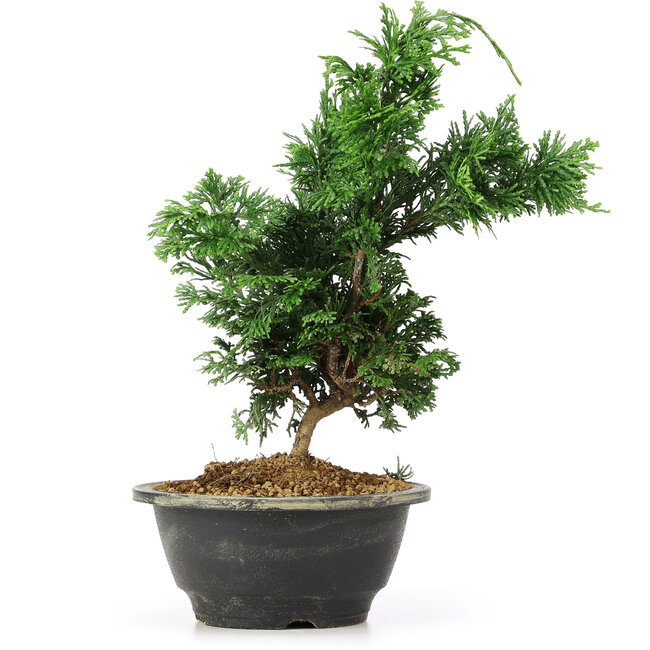 Chamaecyparis obtusa, 26 cm, ± 5 Jahre alt