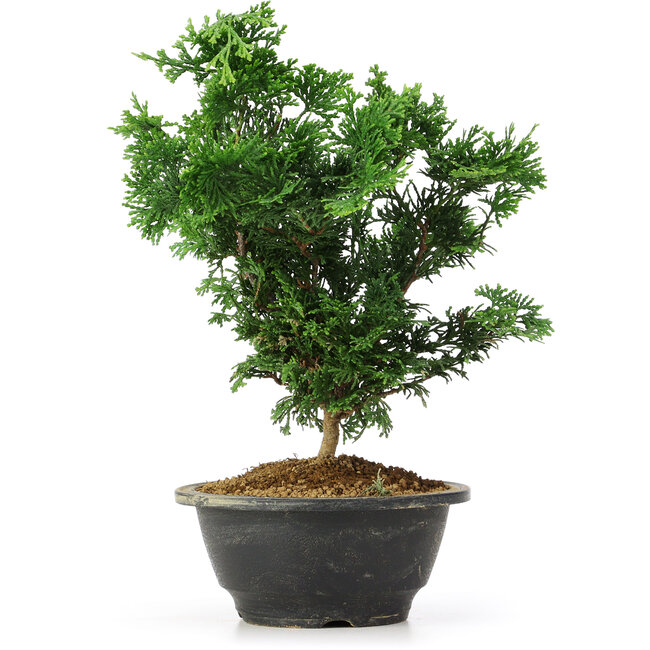 Chamaecyparis obtusa, 26 cm, ± 5 ans