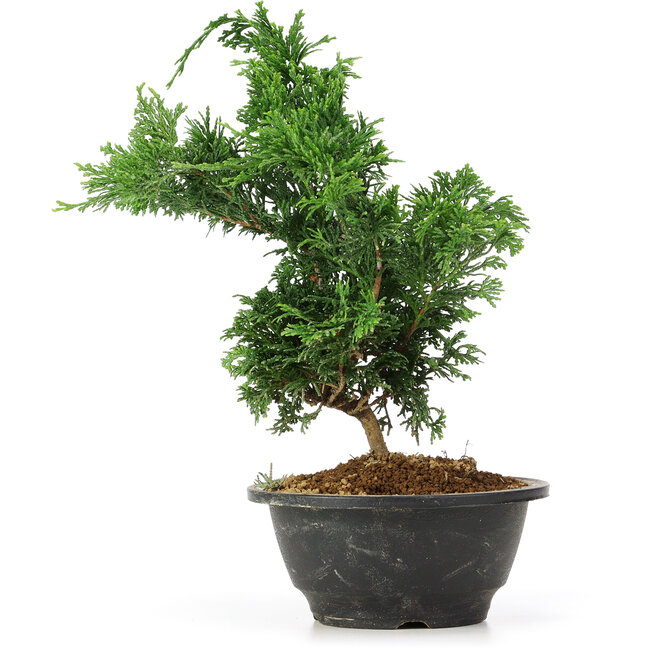 Chamaecyparis obtusa, 26 cm, ± 5 years old