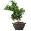 Chamaecyparis obtusa, 26 cm, ± 5 jaar oud