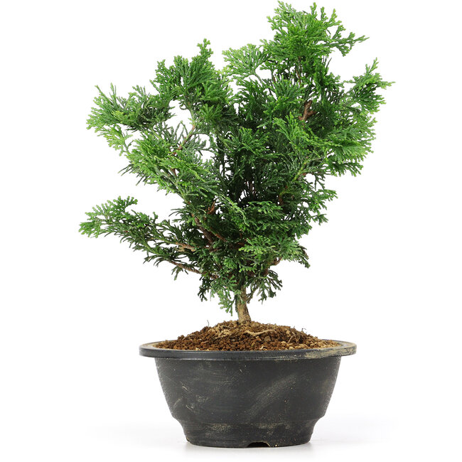 Chamaecyparis obtusa, 26 cm, ± 5 years old