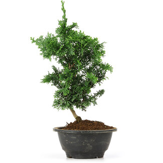 Chamaecyparis obtusa, 30 cm, ± 5 anni