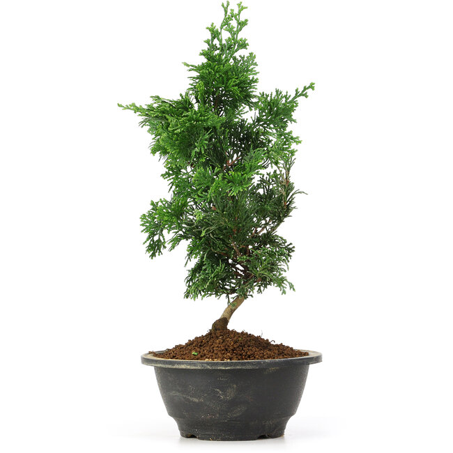 Chamaecyparis obtusa, 30 cm, ± 5 anni