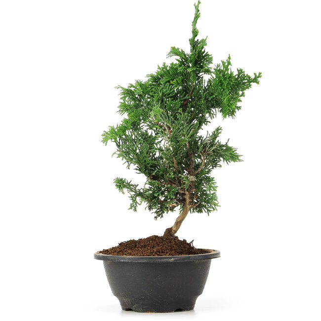 Chamaecyparis obtusa, 30 cm, ± 5 anni