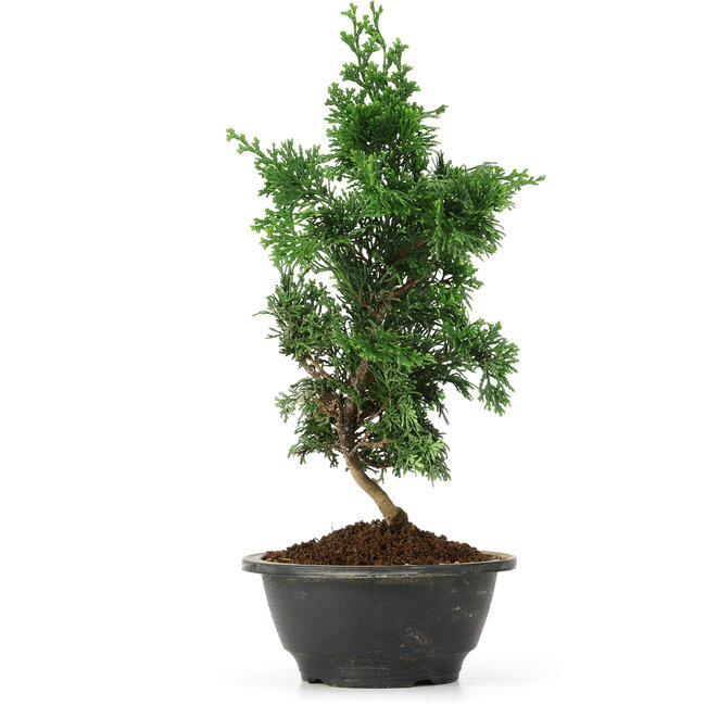 Chamaecyparis obtusa, 30 cm, ± 5 Jahre alt