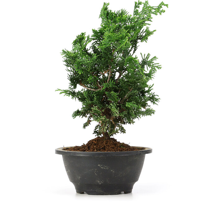 Chamaecyparis obtusa, 27 cm, ± 5 jaar oud