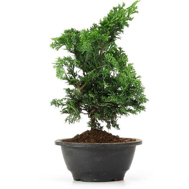 Chamaecyparis obtusa, 27 cm, ± 5 jaar oud