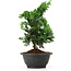 Chamaecyparis obtusa, 27 cm, ± 5 ans