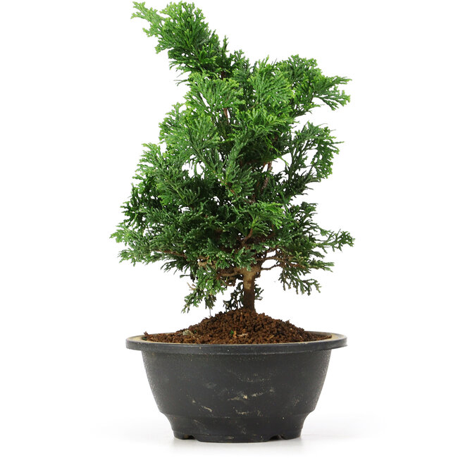 Chamaecyparis obtusa, 27 cm, ± 5 Jahre alt