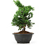 Chamaecyparis obtusa, 27 cm, ± 5 Jahre alt