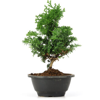 Chamaecyparis obtusa, 24 cm, ± 5 anni