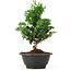 Chamaecyparis obtusa, 24 cm, ± 5 jaar oud