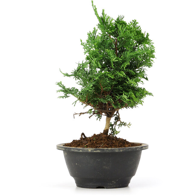 Chamaecyparis obtusa, 24 cm, ± 5 ans