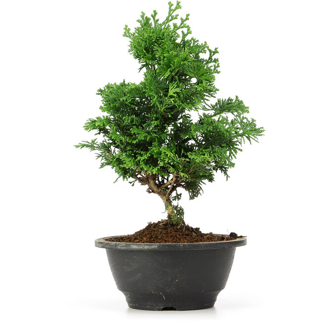 Chamaecyparis obtusa, 24 cm, ± 5 Jahre alt