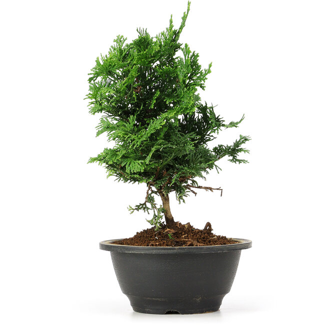 Chamaecyparis obtusa, 24 cm, ± 5 anni