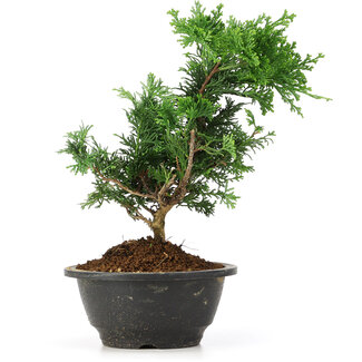 Chamaecyparis obtusa, 25 cm, ± 5 jaar oud