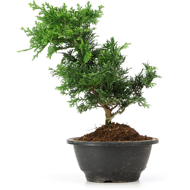 Chamaecyparis obtusa, 25 cm, ± 5 years old