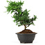 Chamaecyparis obtusa, 25 cm, ± 5 ans