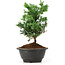 Chamaecyparis obtusa, 25 cm, ± 5 jaar oud