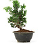 Chamaecyparis obtusa, 23 cm, ± 5 ans