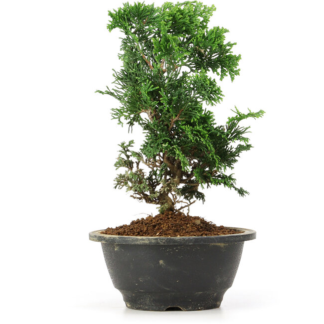 Chamaecyparis obtusa, 23 cm, ± 5 ans