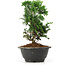 Chamaecyparis obtusa, 23 cm, ± 5 jaar oud