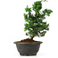 Chamaecyparis obtusa, 23 cm, ± 5 jaar oud