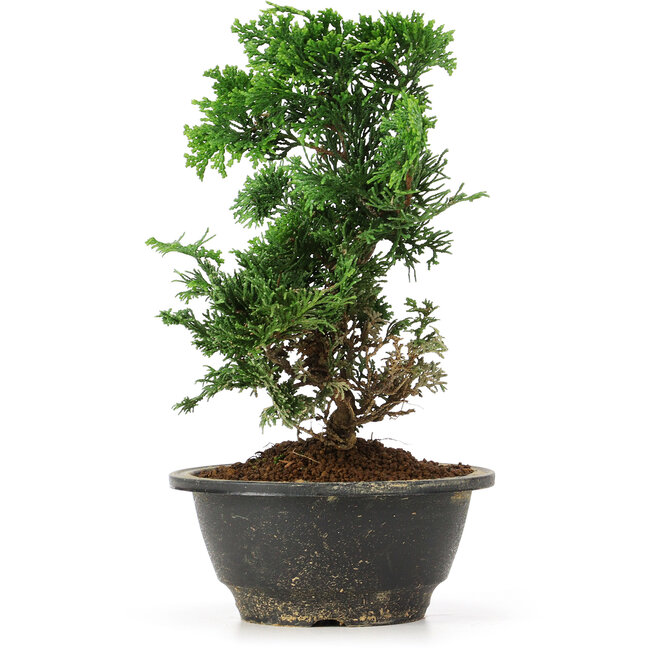 Chamaecyparis obtusa, 23 cm, ± 5 jaar oud