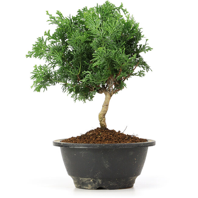 Chamaecyparis obtusa, 23 cm, ± 5 anni