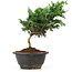 Chamaecyparis obtusa, 23 cm, ± 5 jaar oud