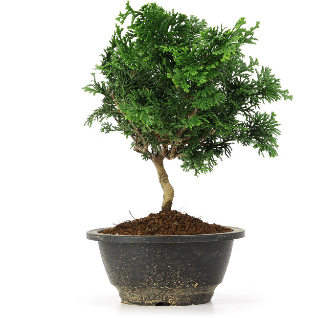 Chamaecyparis obtusa, 23 cm, ± 5 Jahre alt