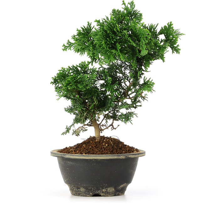 Chamaecyparis obtusa, 24 cm, ± 5 jaar oud