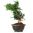 Chamaecyparis obtusa, 24 cm, ± 5 jaar oud