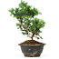 Chamaecyparis obtusa, 24 cm, ± 5 jaar oud