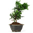 Chamaecyparis obtusa, 24 cm, ± 5 jaar oud