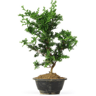 Chamaecyparis obtusa, 34 cm, ± 5 jaar oud