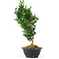 Chamaecyparis obtusa, 34 cm, ± 5 Jahre alt