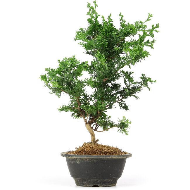 Chamaecyparis obtusa, 34 cm, ± 5 years old