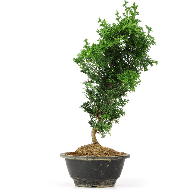 Chamaecyparis obtusa, 34 cm, ± 5 ans