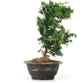 Chamaecyparis obtusa, 26 cm, ± 5 anni