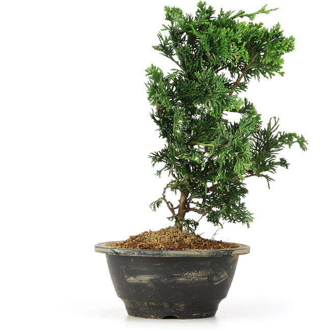 Chamaecyparis obtusa, 26 cm, ± 5 ans