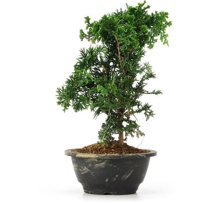 Chamaecyparis obtusa, 26 cm, ± 5 Jahre alt