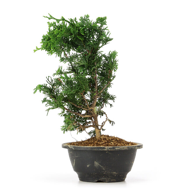 Chamaecyparis obtusa, 26 cm, ± 5 anni