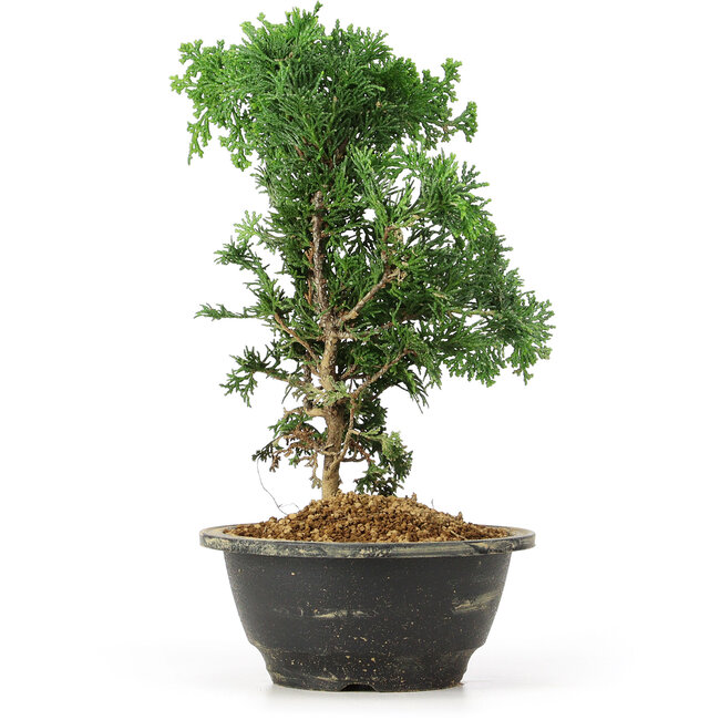 Chamaecyparis obtusa, 26 cm, ± 5 Jahre alt