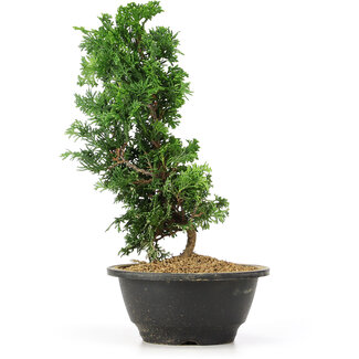 Chamaecyparis obtusa, 26 cm, ± 5 Jahre alt