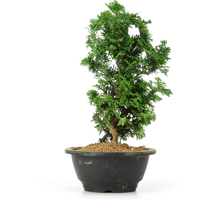 Chamaecyparis obtusa, 26 cm, ± 5 anni